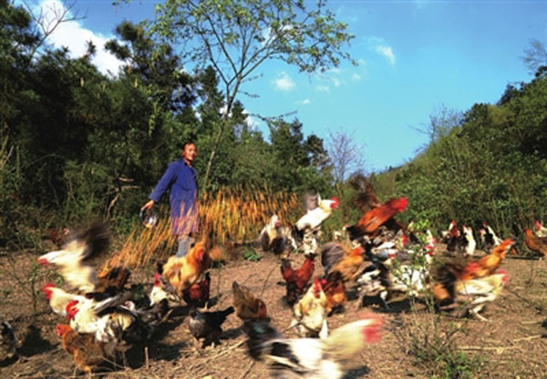 福泉市仙桥乡发动农户林下养鸡图片