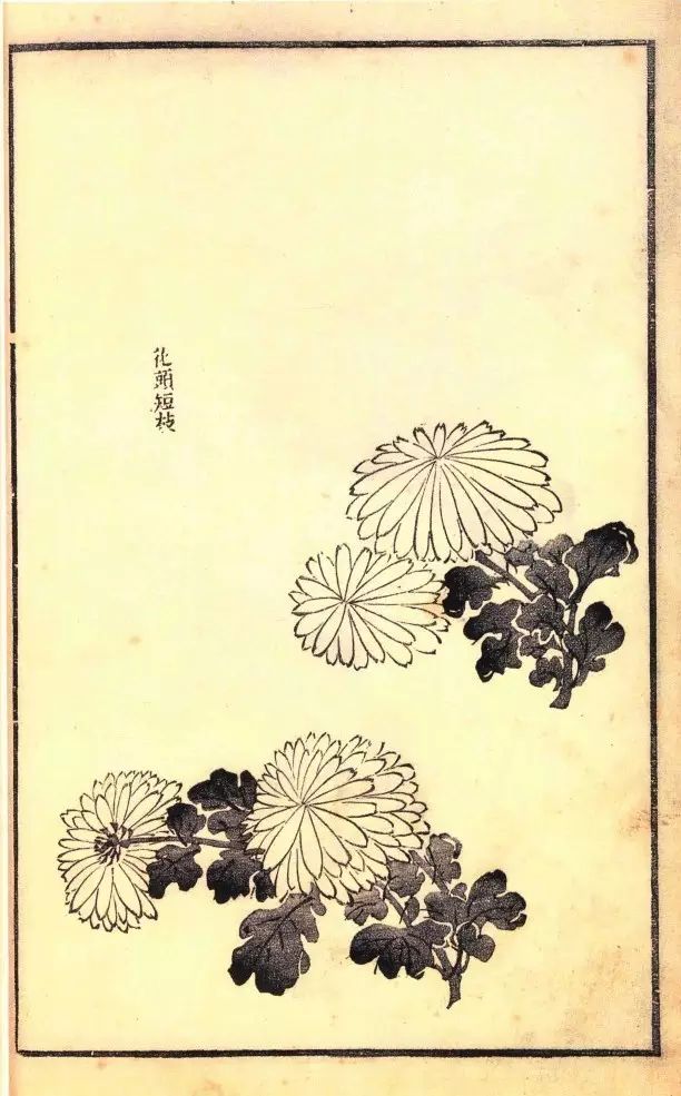 芥子园画谱梅兰竹菊之菊花花头的画法 芥子园画谱梅兰竹菊之菊花叶子