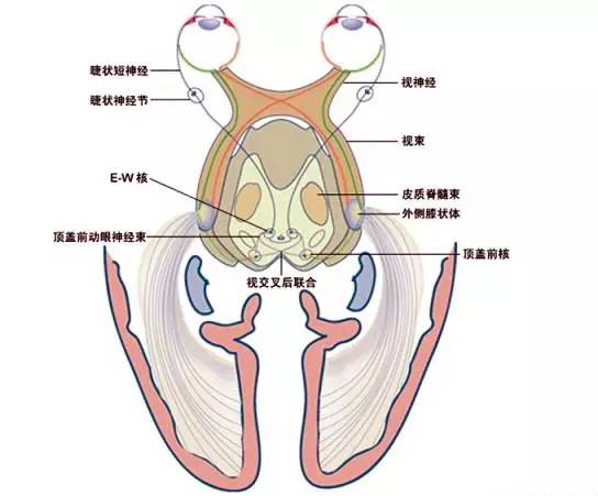 解剖图眼球的前房角显微解剖图(黑白)眼球的前房角显微解剖图(彩色