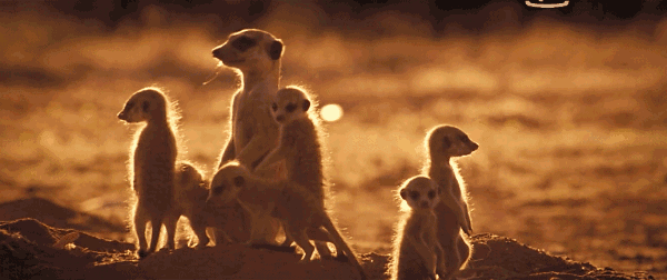 群居在这里的非洲狐獴家族,学名猫鼬,俗称"蒙哥.