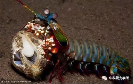 拥有巨大锤肢的雀尾螳螂虾(peacock mantis shrimp,跟美味的皮皮虾是