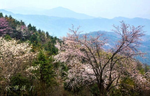 大幕山野樱花群