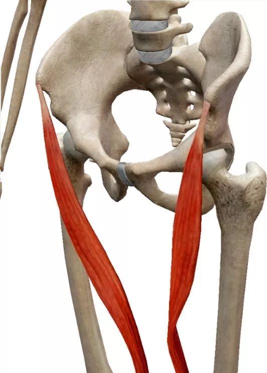 行程:起自髂前上棘,斜越大腿前面的全长,经过股直肌,股内侧肌前面,至
