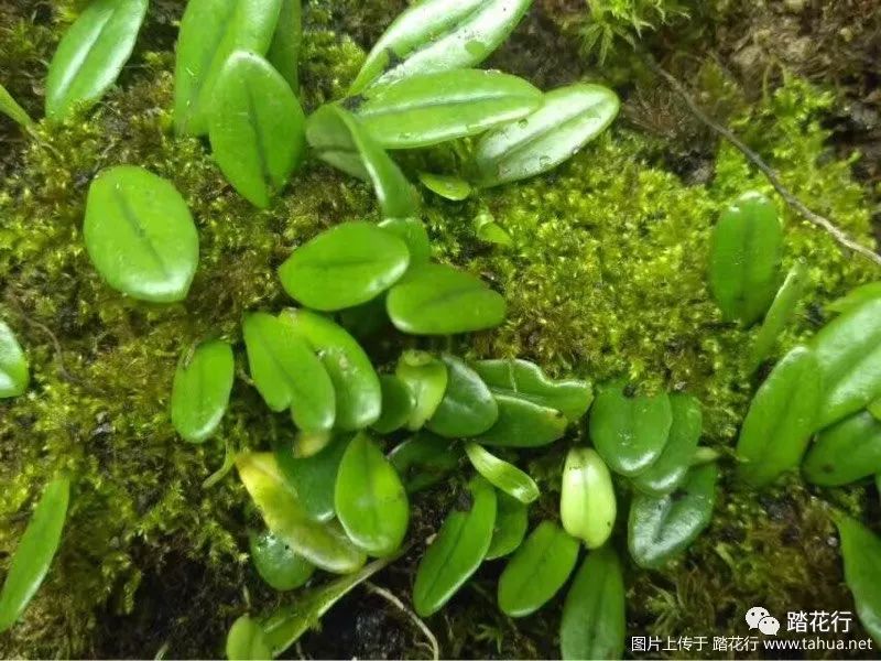 伏石蕨长得很慢这是建缸初期的效果菖蒲长的非常快,并不像百科中讲的