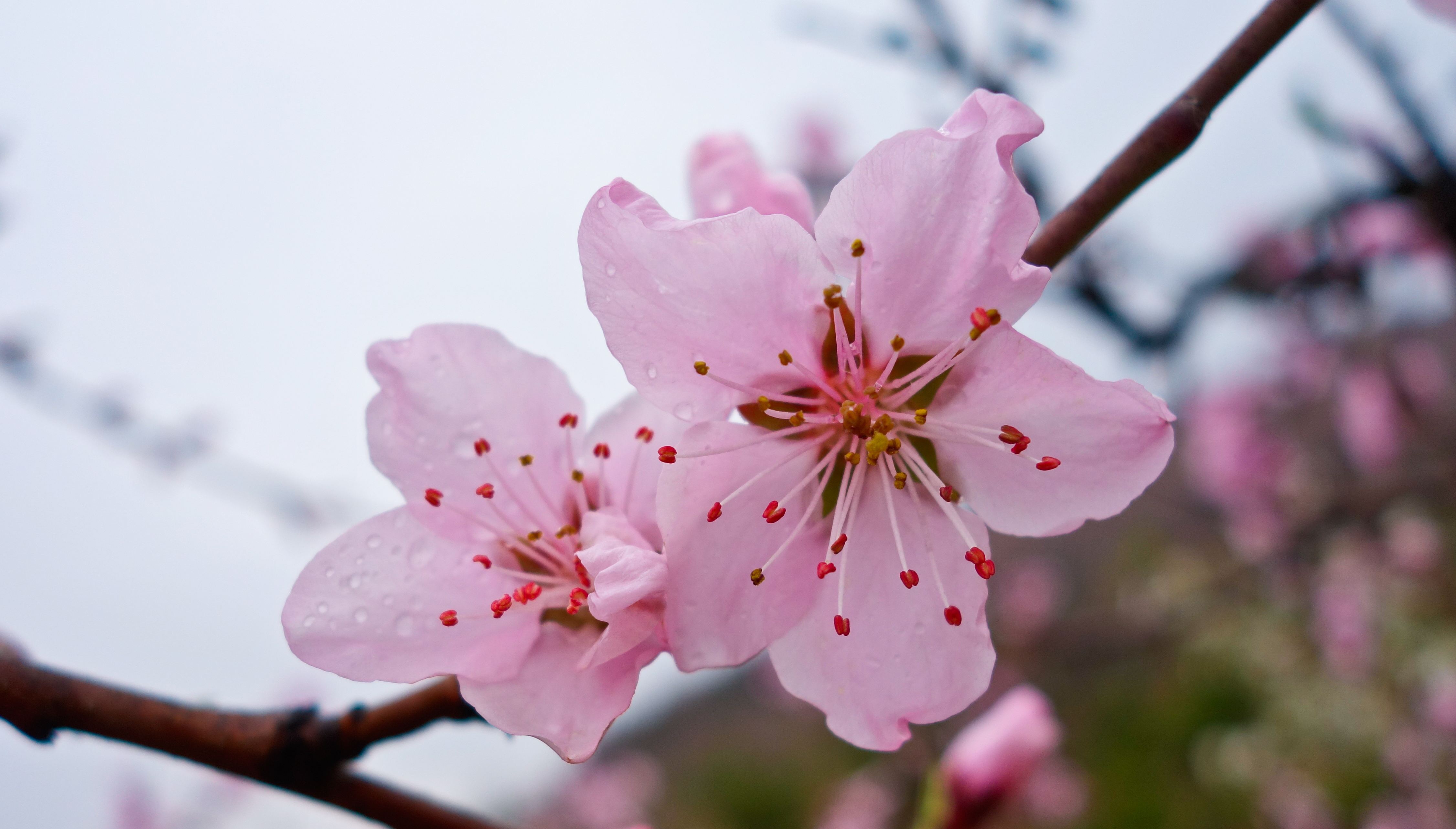 狗年运势桃花榜:2018年结婚求姻缘桃花最旺的生肖君,有您吗?