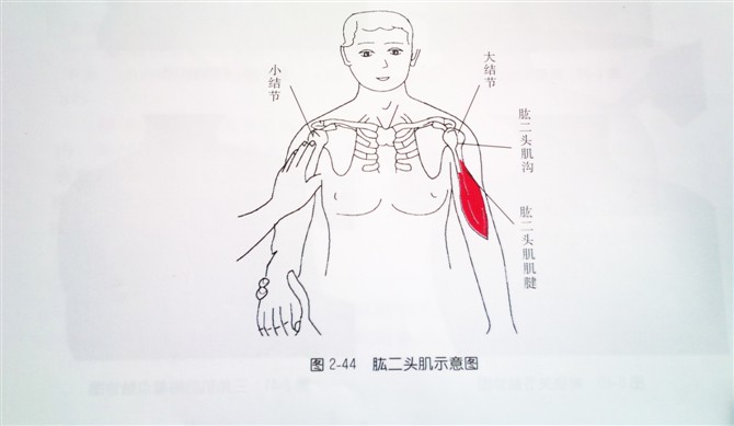 (图2-43) 肱二头肌沟:内旋上臂,在肱骨的