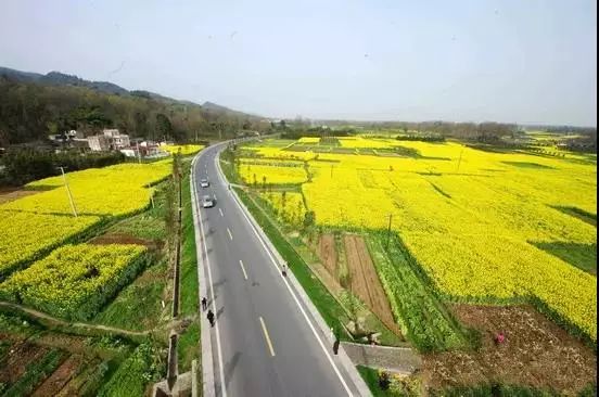 赏花宝地三:成都崇州重庆路