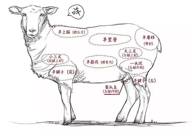 老北京铜锅涮肉正派吃法2:羊肉以后腿肉为主,辅以腰窝,黄瓜条等部位