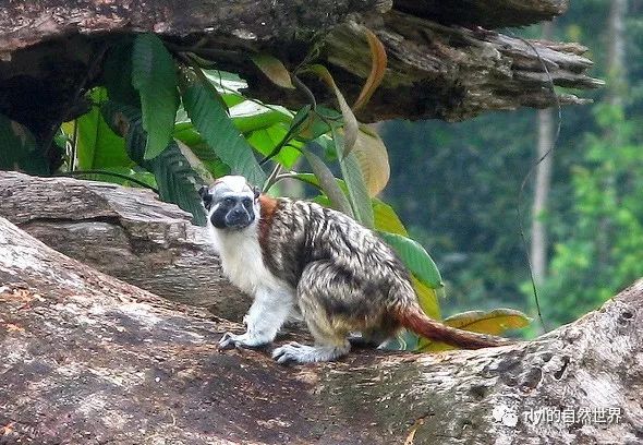 【rlyl物种说】今日--棉冠獠狨(geoffroy"s tamarin)