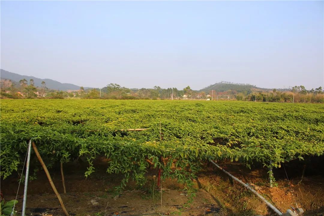 柏塘小伙伴新年有口福啦车田村广荟百香果成熟啦大家组队出发摘果果吃