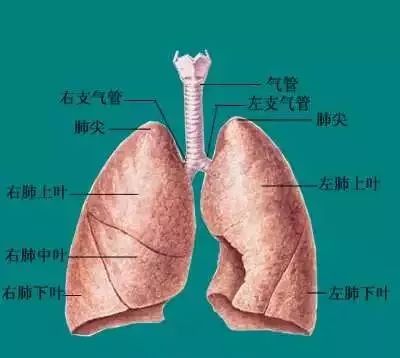 【"肺"腑之言】两肺纹理增粗是怎么回事?