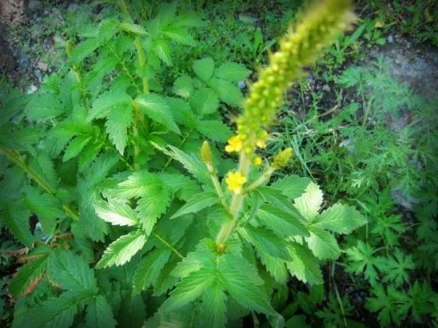 中药仙鹤草的作用与功效