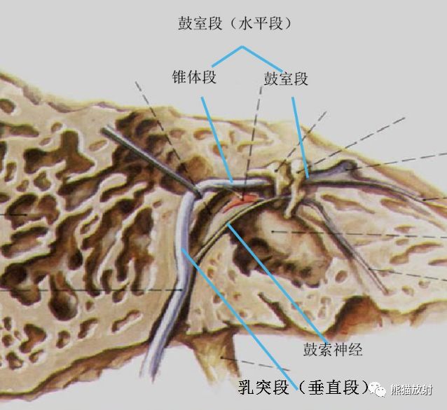 段:起自面神经膝神经节,向后并微向下,经鼓室内壁的骨管,达前庭窗上方