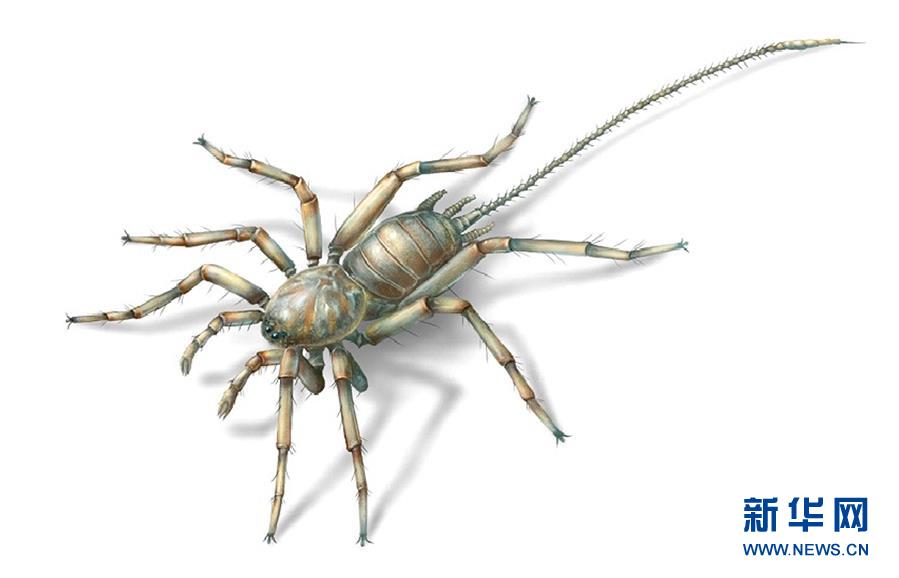研究发现1亿年前远古蜘蛛长有尾巴