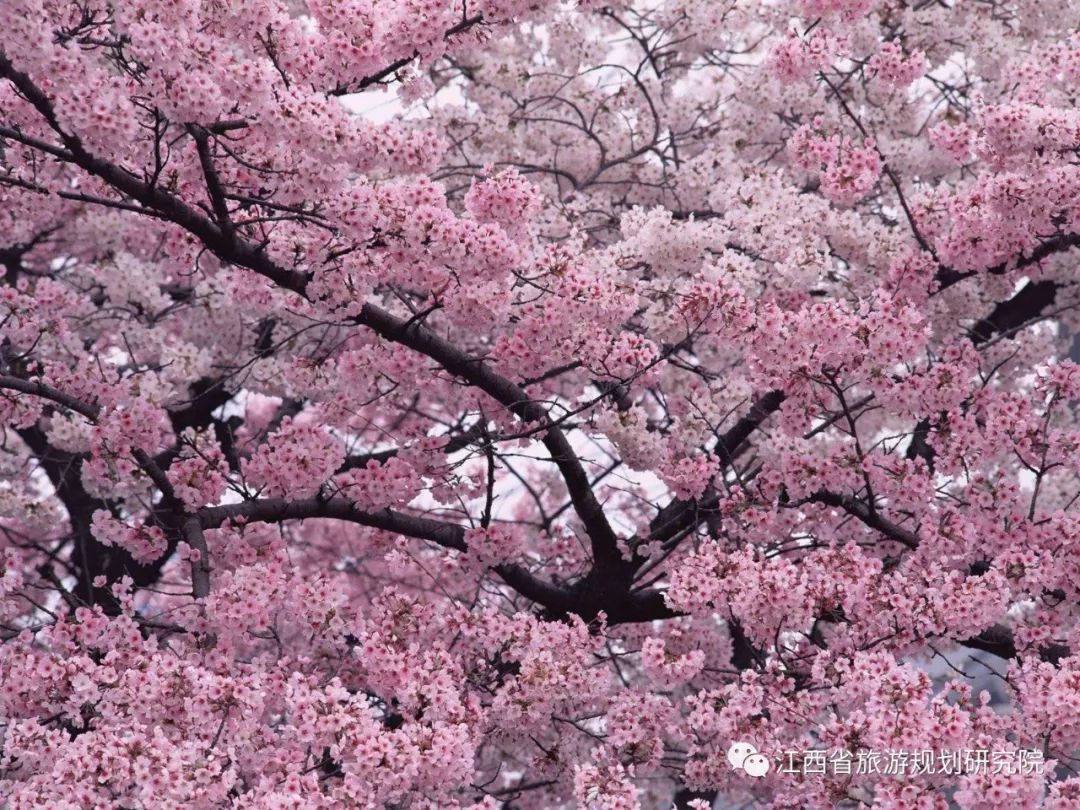 凤凰沟樱花谷