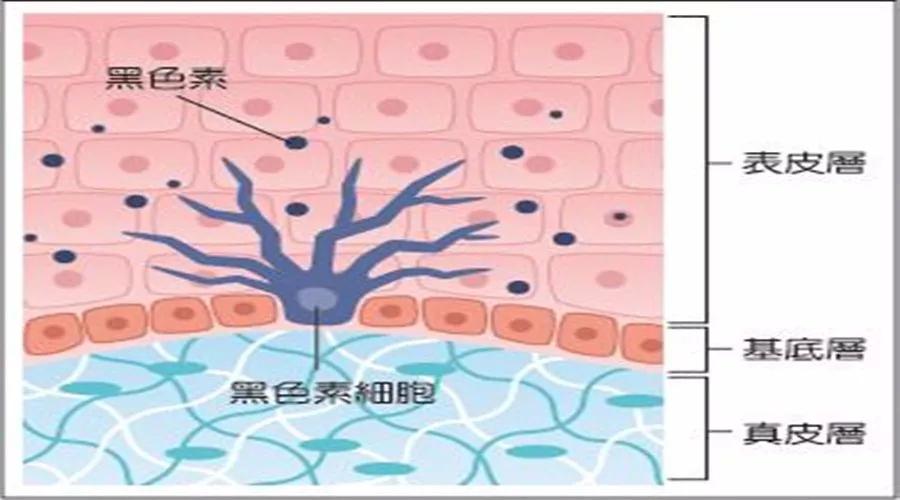 而糖皮质激素,肾上腺素,甲状腺素与褪黑素等可抑制黑色素代谢合成