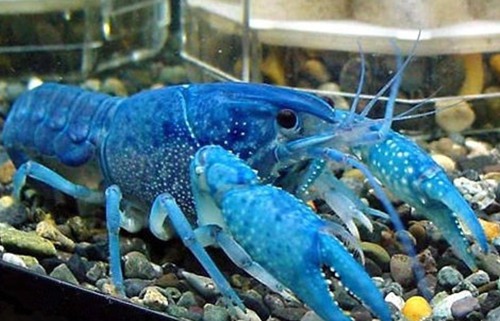 蓝色龙虾,是美洲龙虾的罕见基因变异现象,由于身体内蛋白质反应形成