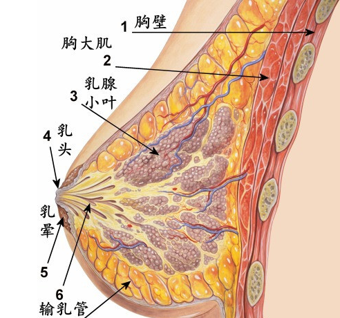 乳腺增生怎么穿搭_乳腺增生怎么治疗