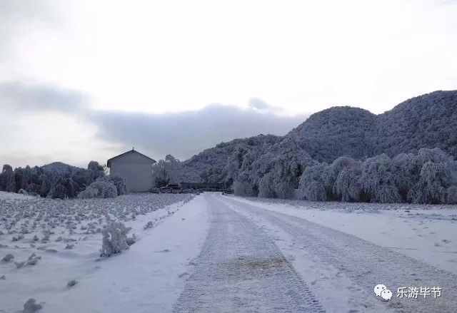 百里杜鹃"九龙山",一个养在深闺人未识的姑娘