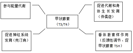 【甲状腺素作用】我国政府从1994年开始全国推广"食盐加碘预防甲状腺