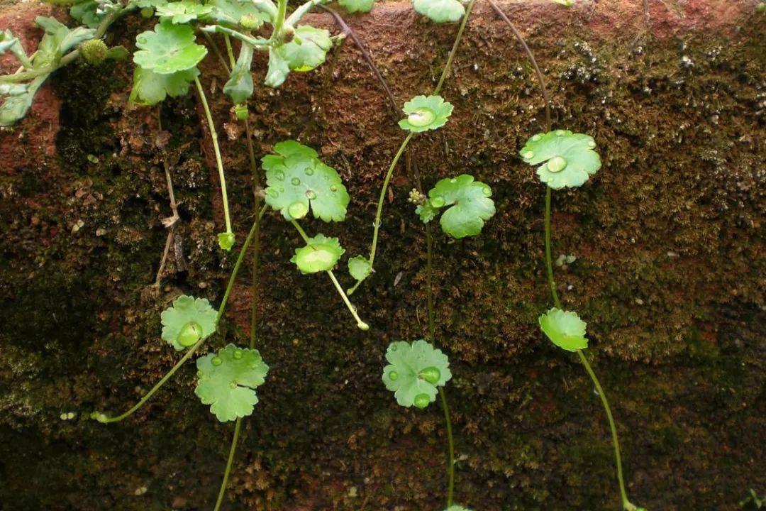 原来旅行青蛙的院子种植都是中草药!