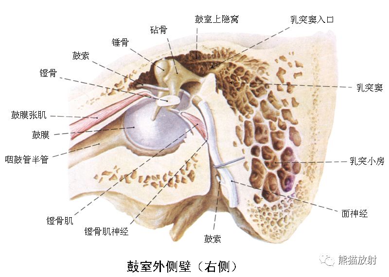 柳澄讲坛颞骨ct断层解剖重要解剖结构的识别