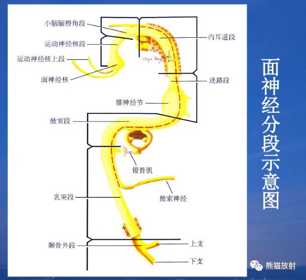 柳澄讲坛颞骨ct断层解剖重要解剖结构的识别