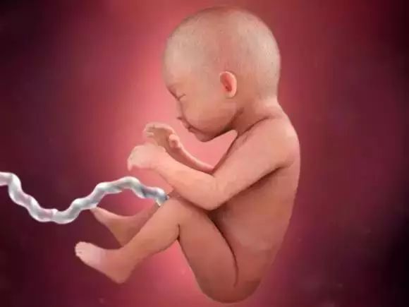 胎儿发育过程图 粑粑麻麻,我是这样长大的 