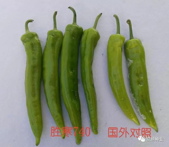 【茄果类】辣椒系列之精品——胜寒740