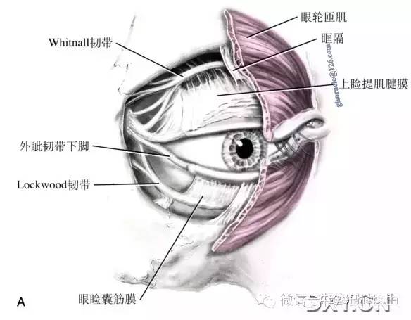 【整外干货】精美眼部解剖图