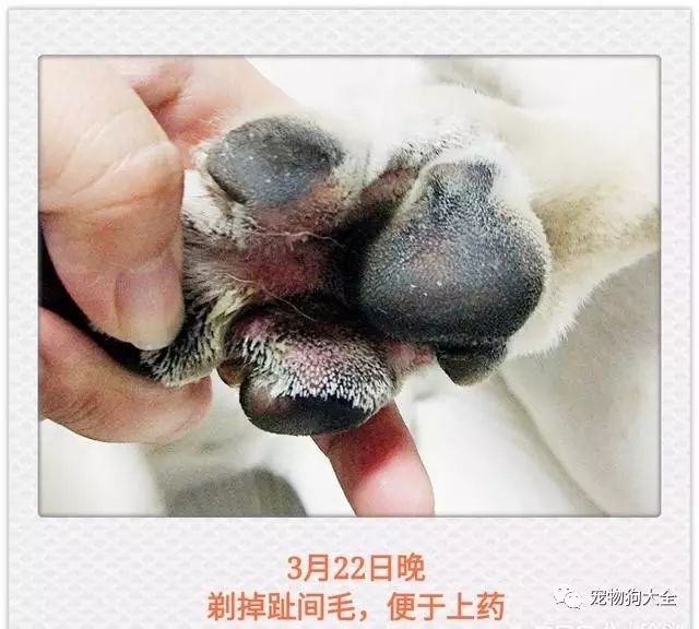 宠物狗趾间炎的治疗和防护
