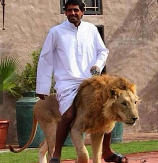 别人出门遛狗,迪拜人出门骑狮子.