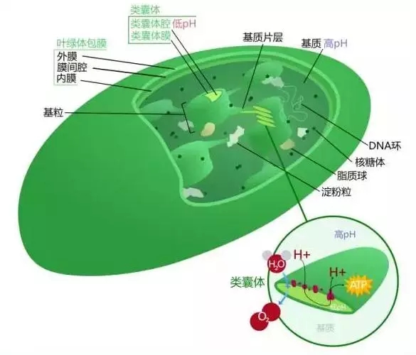 实验原理:叶绿体在显微镜下观察,绿色,球形或椭球形.