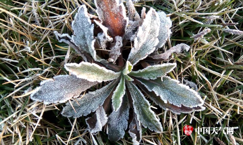 广西持续晴冷 多地植物披白霜