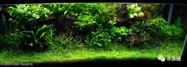 title la ceiba plants first layout: glossostigma elatinoides