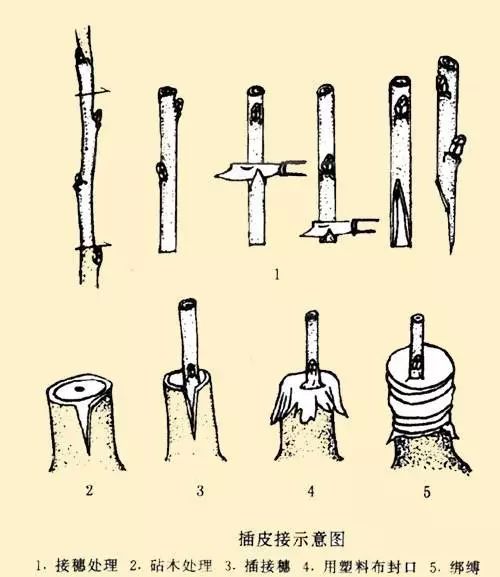 猕猴桃5大嫁接劈接舌接插皮接带木质芽接