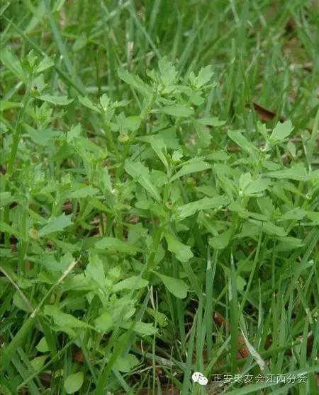 汉辅堂谈鹅不食草