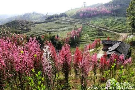 图片来源:@大邑农业地址:成都市大邑县金星乡桃花寨自驾:成都—成温