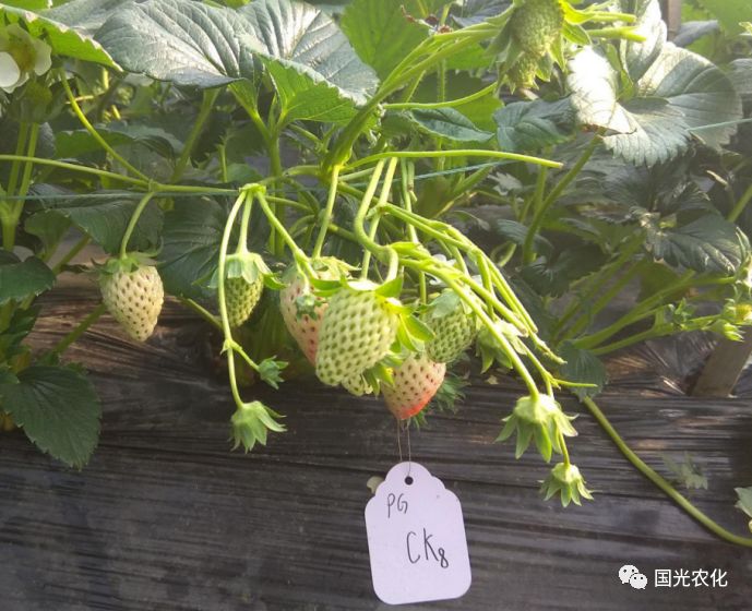 对比 果肉生长情况 温馨提示: 草莓植株及幼果生长受土壤,气候,水肥