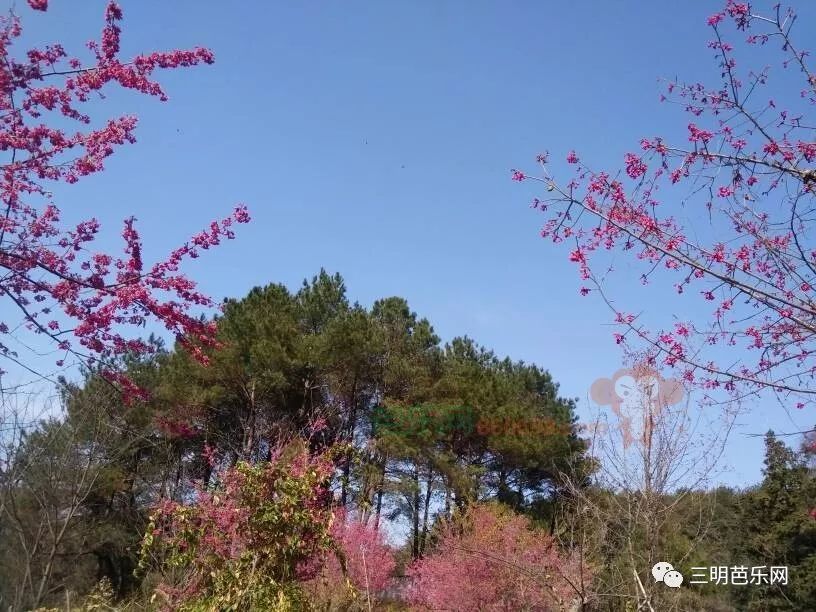 美爆了!三明绿道附近的樱花开得如此灿烂.