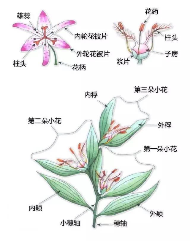 识花  禾本科▼  花的结构 ▼  花冠▼  辨果  芽,茎,根等  【涨价