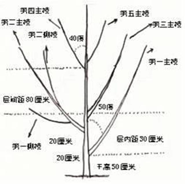 樱桃树栽培技术大樱桃树形对比研究