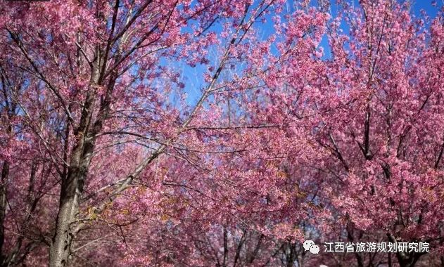 栖隐山庄樱花谷