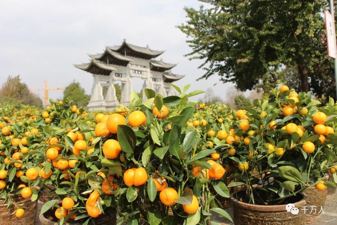 腾冲市2018迎春花展开幕了, 百花争艳真好看!