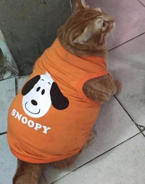 天冷给猫咪买了件衣服可穿上以后总觉得哪里不对