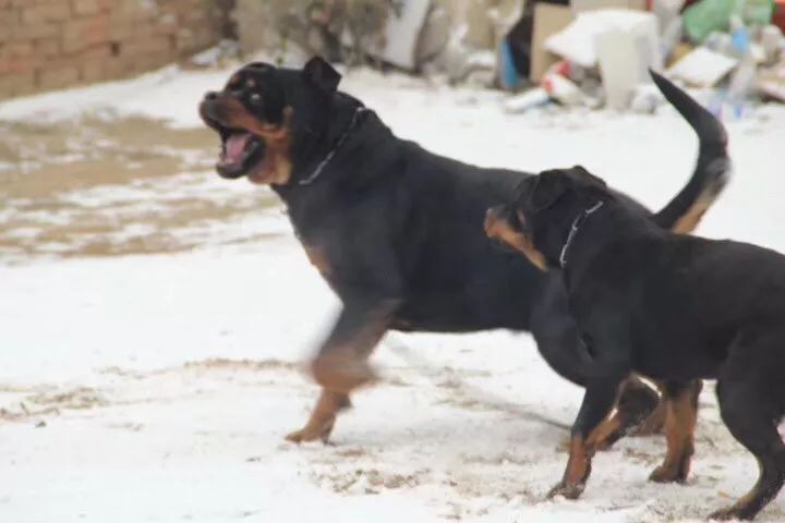 曝光那些一贯以勇猛形象示人的猛犬丑照!