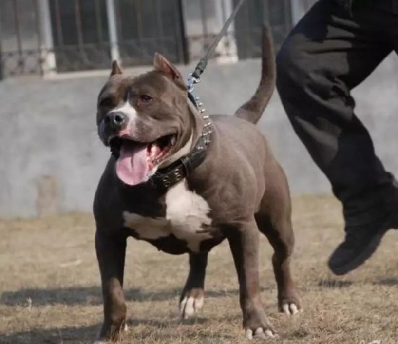 美国恶霸犬在中国的发展轨迹