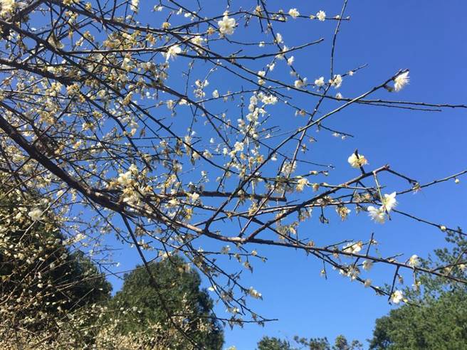 台湾桃园角板山的梅花盛开.