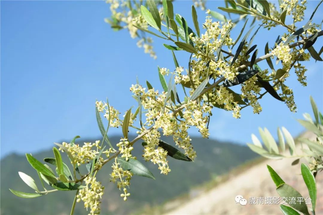 作者:武都 王世红《笑靥如花》作者:武都 卢小鹏《移栽油橄榄树》作者