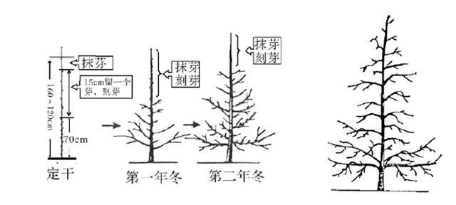 樱桃树栽培技术|大樱桃树形对比研究